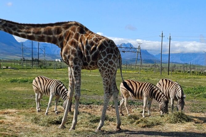 Giraffe Encounter and Cheetah Outreach with Wine Tasting - Key highlights to look for