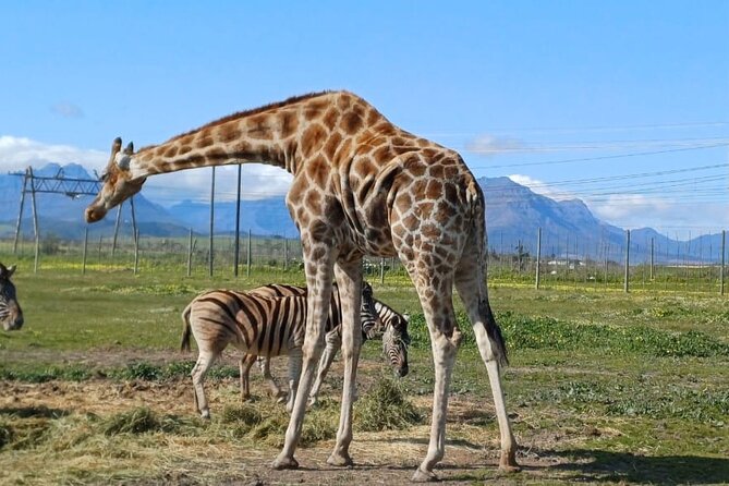 Giraffe Encounter and Cheetah Outreach with Wine Tasting - Cape Town wildlife and Cape Winelands wine, in one 8-hour plan