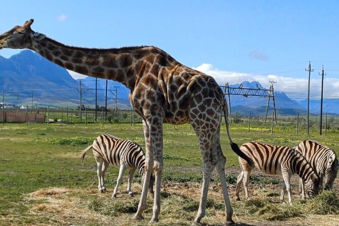 Giraffe Encounter and Cheetah Outreach with Wine Tasting - Stop 2 in Stellenbosch: Giraffe House Wildlife Awareness Centre