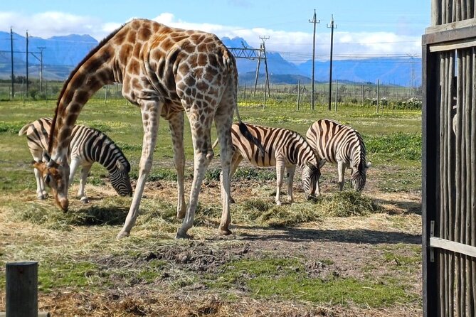 Giraffe Encounter and Cheetah Outreach with Wine Tasting - The Cape Winelands shift: Stellenbosch vineyards and wine tasting you choose
