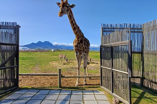 Giraffe Encounter and Cheetah Outreach with Wine Tasting - Price and value: what you’re paying for (and what you add later)