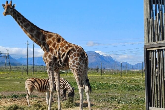Giraffe Encounter and Cheetah Outreach with Wine Tasting - Group size and comfort: why a private tour can feel better