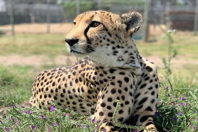 Giraffe Encounter and Cheetah Outreach with Wine Tasting - Your morning start: hotel pickup, air-conditioned comfort, and a clear timeline