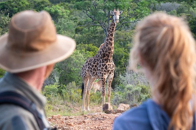 Giraffe Tracking 4x4 Safaris - What’s included after the tracking, and what to bring