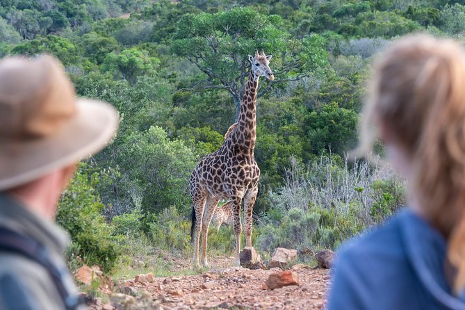 Giraffe Tracking 4x4 Safaris - Port Elizabeth timing, duration, and value at about $46.83