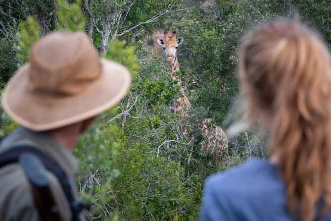 Giraffe Tracking 4x4 Safaris - Who should book this giraffe walking safari (and who should pause)