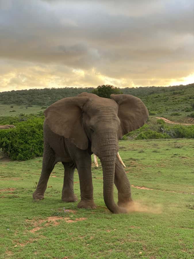 Gqeberha: Park View Game Drive at Schotia Safaris with Lunch - Schotia Safaris, Eastern Cape: why this reserve is built for game viewing