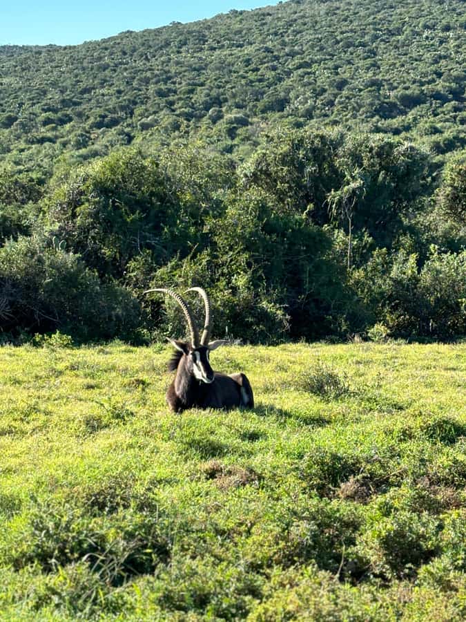 Gqeberha: Park View Game Drive at Schotia Safaris with Lunch - Picnic snacks and traditional braai lunch that actually fit the day
