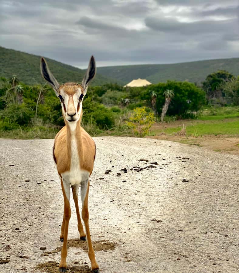 Gqeberha: Park View Game Drive at Schotia Safaris with Lunch - When the reserve offers more, and what you still need to pay for
