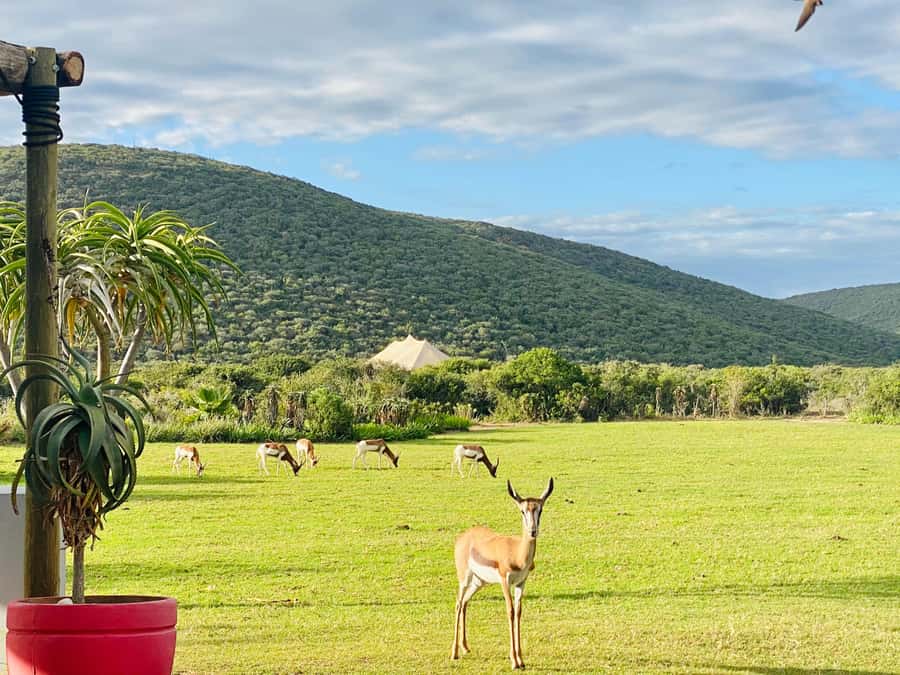 Gqeberha: Park View Game Drive at Schotia Safaris with Lunch - What to bring, and how to stay comfortable in the vehicle