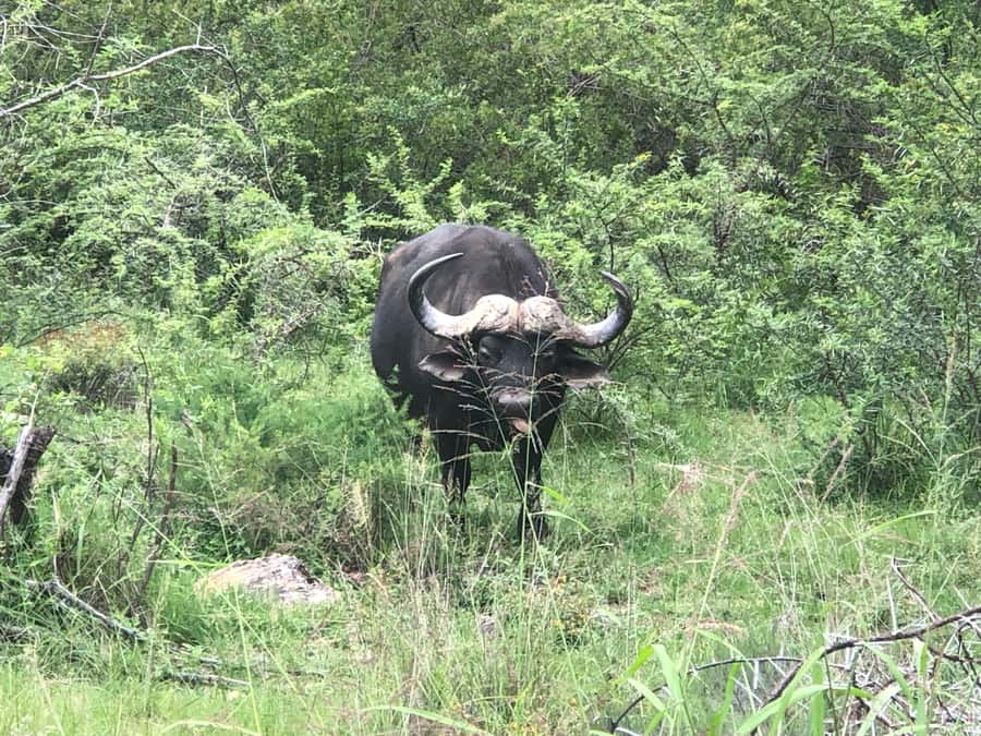 Gqeberha: Park View Game Drive at Schotia Safaris with Lunch - Price and value at about $239 per person