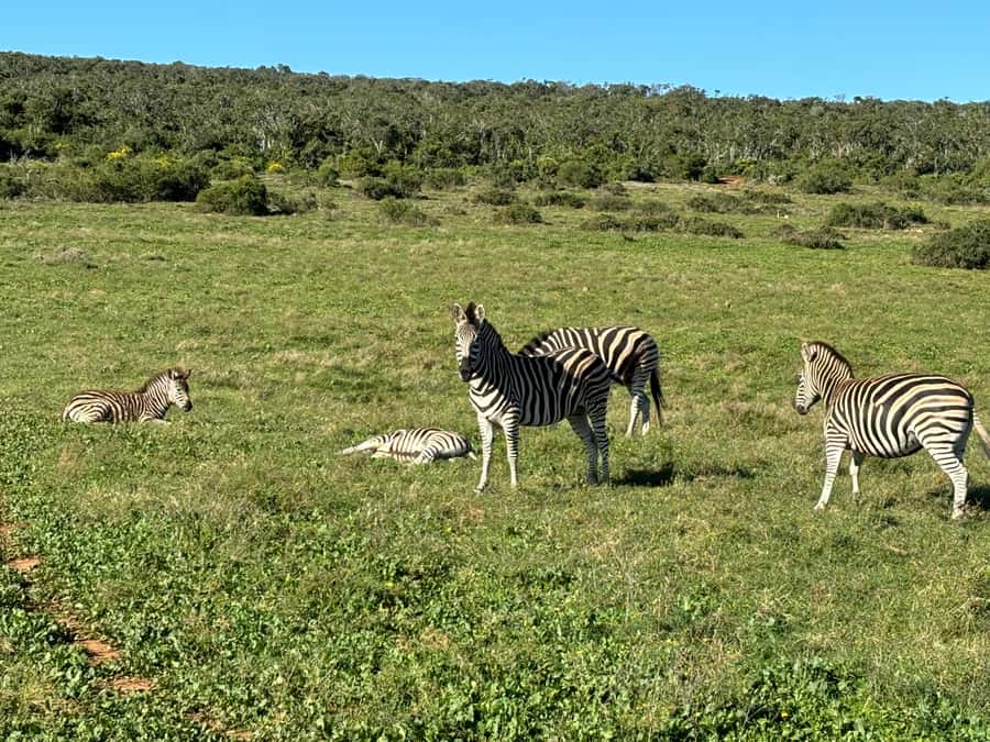 Gqeberha: Park View Game Drive at Schotia Safaris with Lunch - Who should book this safari, and who might want a different plan