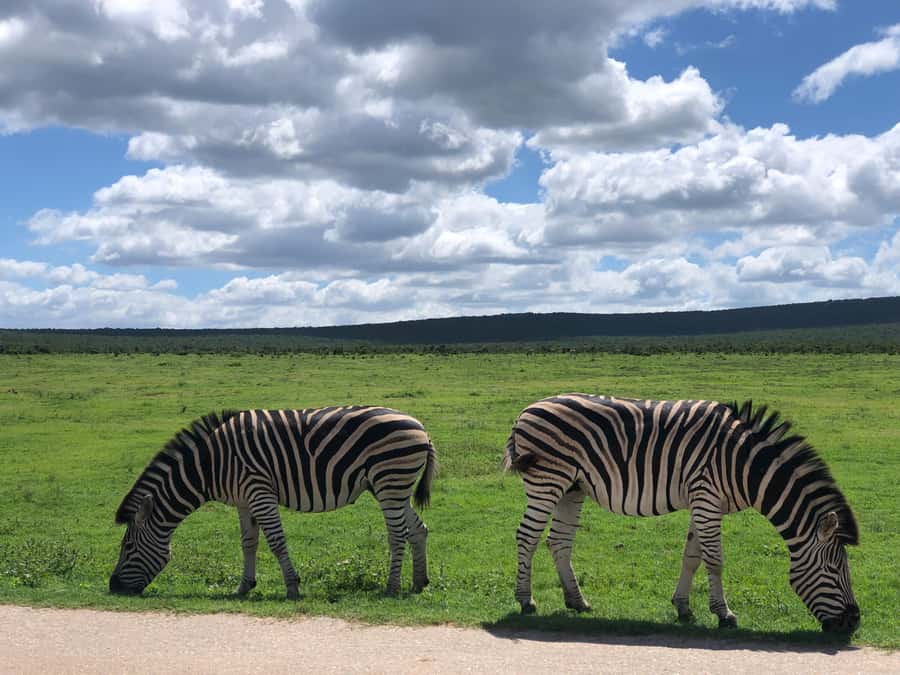 Gqeberha: Park View Game Drive at Schotia Safaris with Lunch - FAQ