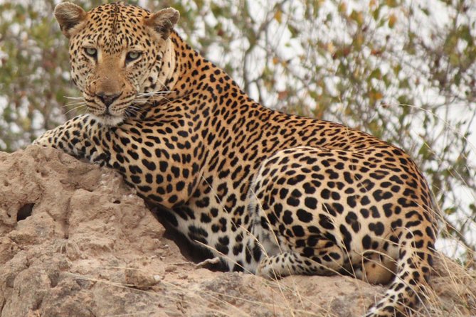 Greater Kruger National Park 4 day safari at a private game lodge - Day 1: the 06:00 departure, the Abel Erasmus Pass drive, then safari time at Balule
