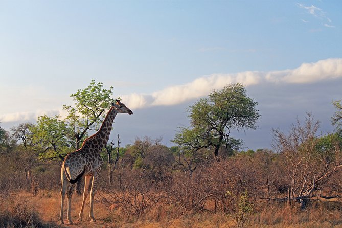 Greater Kruger National Park 4 day safari at a private game lodge - Big Five thinking: how to interpret your four-day sighting chances