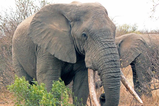 Greater Kruger National Park 4 day safari at a private game lodge - Price and value at about $1,516 per person