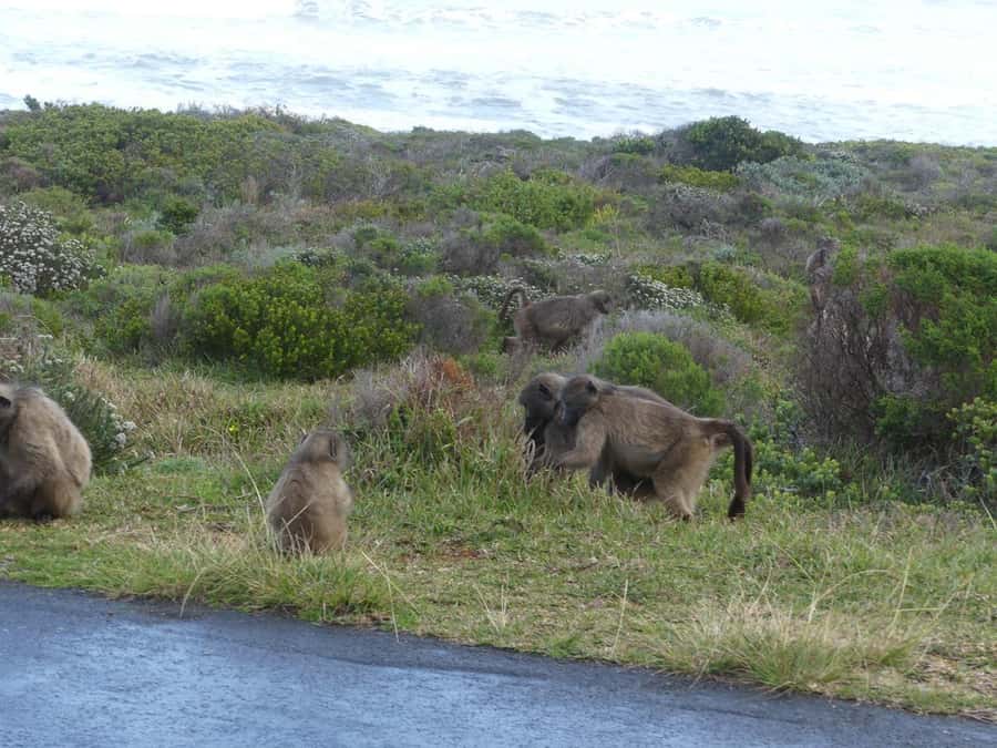 Group Tour of Cape of Good Hope and Boulders Beach Penguins - Key Things That Make This Tour Worth Your Time