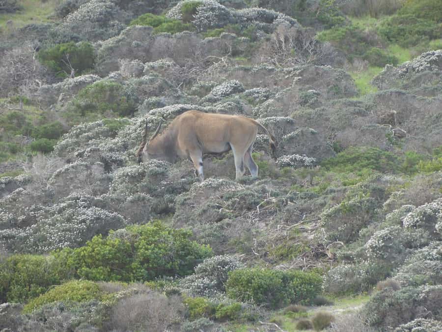 Group Tour of Cape of Good Hope and Boulders Beach Penguins - Price and logistics, what your $52 really covers