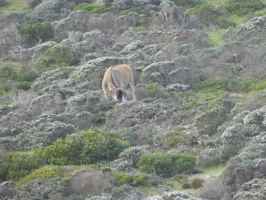 Group Tour of Cape of Good Hope and Boulders Beach Penguins - Cape of Good Hope: wind, cliffs, and the far-south sensation