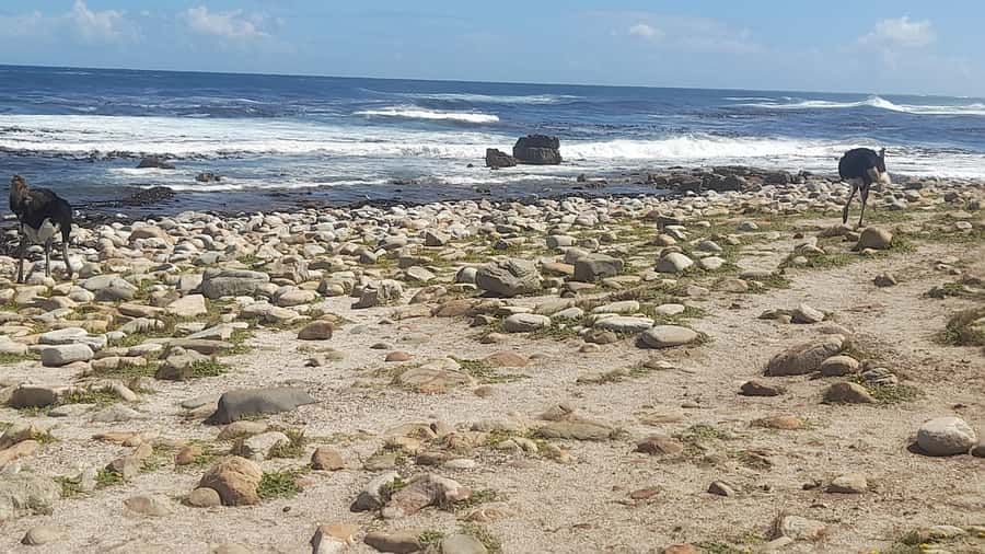 Group Tour of Cape of Good Hope and Boulders Beach Penguins - Boulders Beach penguin colony: how to make your one hour count
