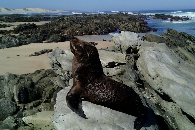 Guided Marine Walk: - Sardinia Bay (Marine Protected Area) - 3 hours - Key things to know before you go