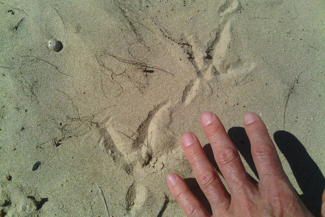 Guided Marine Walk: - Sardinia Bay (Marine Protected Area) - 3 hours - Eco rules that keep the experience respectful and worth repeating