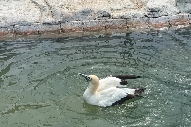 Guided Port Elizabeth Coastal Tour - SANCCOB Penguin Rehabilitation Center: What You Learn in 60 Minutes