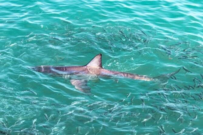 Guided Shark Cage Diving with Hookah Air Supply in Gansbaai - Key highlights: hookah air, small groups, and Gansbaai shark country