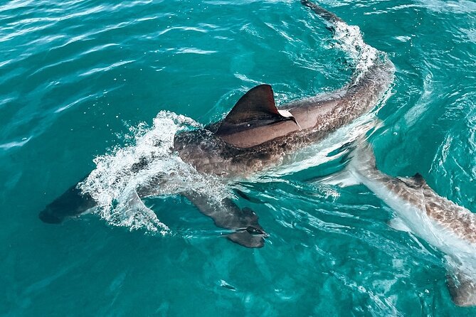 Guided Shark Cage Diving with Hookah Air Supply in Gansbaai - Your 4-Hour Gansbaai Rhythm, From Check-In to Time at Sea