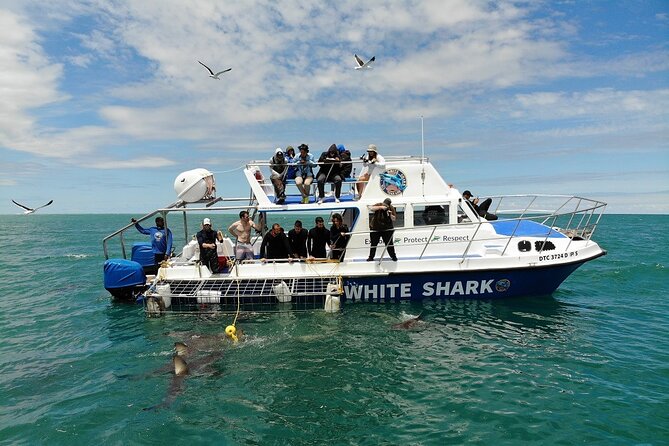 Guided Shark Cage Diving with Hookah Air Supply in Gansbaai - Group Size and the Pace: Why Max 12 People Feels Like Better Value