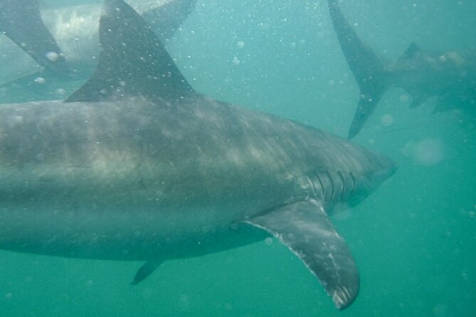 Guided Shark Cage Diving with Hookah Air Supply in Gansbaai - Price and Value: Is $190.37 Worth It?