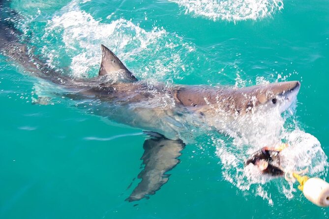 Guided Shark Cage Diving with Hookah Air Supply in Gansbaai - The Boat Cruise: Meals Included and Why It Helps Your Day
