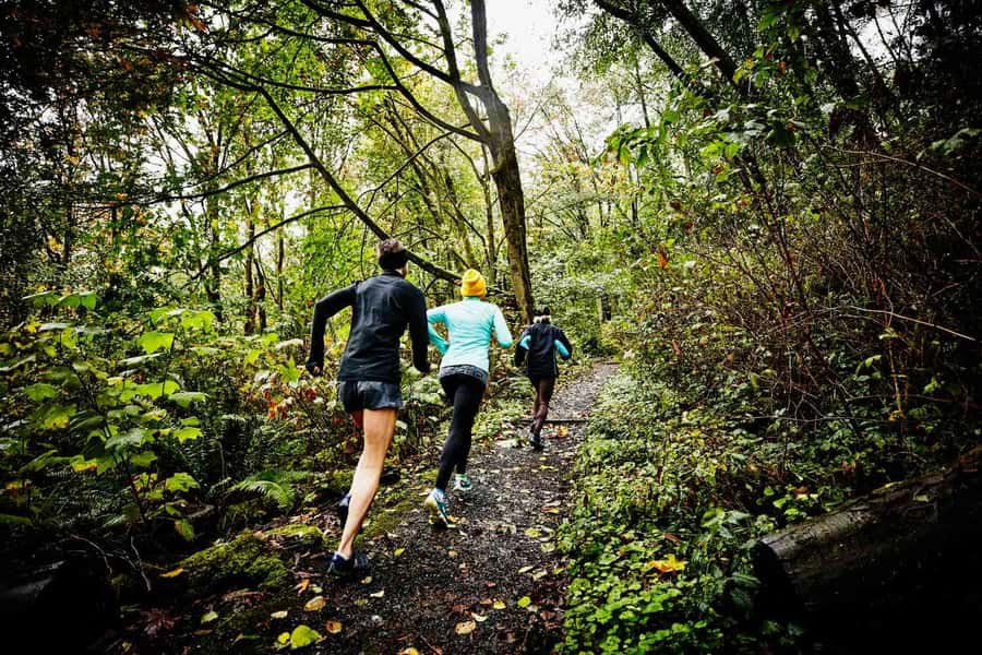 Guided Sunrise Adventure Trail Run Table Mountain, Cape Town - Meeting at Tafelberg Road or Lions Head, With Pickup and Headlamps