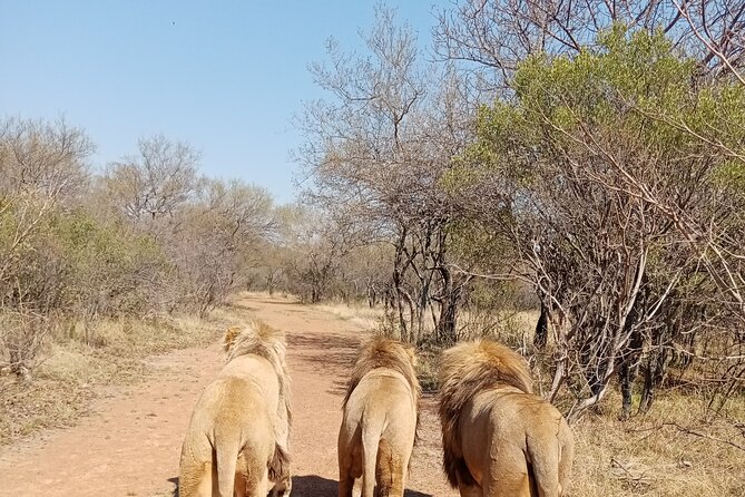 Guided Walking with Lions Bush-walk Tour - Key points to know before you go