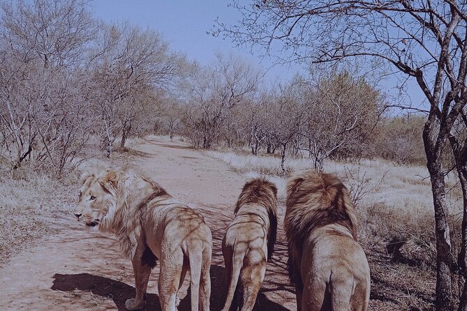 Guided Walking with Lions Bush-walk Tour - Why Ukutula’s lion walk feels like more than a checklist