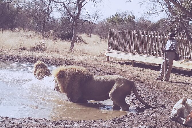 Guided Walking with Lions Bush-walk Tour - Cheating time: how to think about the price and what you get