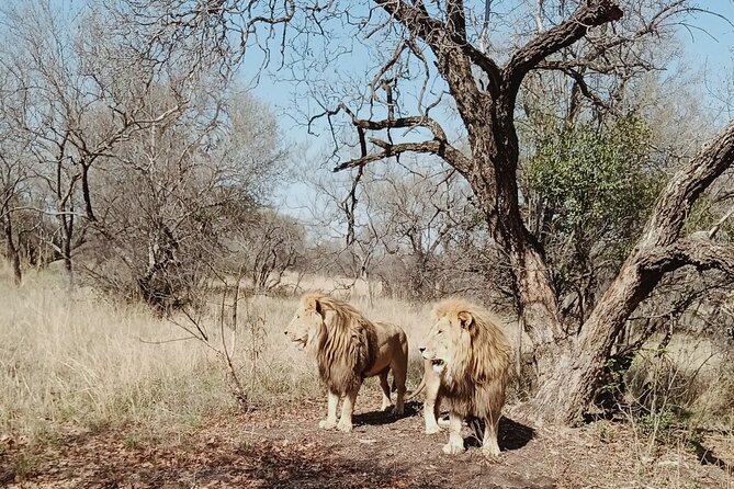 Guided Walking with Lions Bush-walk Tour - Weather and why the schedule is built around good conditions