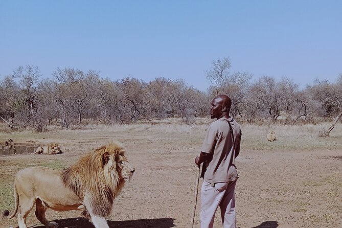 Guided Walking with Lions Bush-walk Tour - The lion walking portion: how safety and distance work in practice