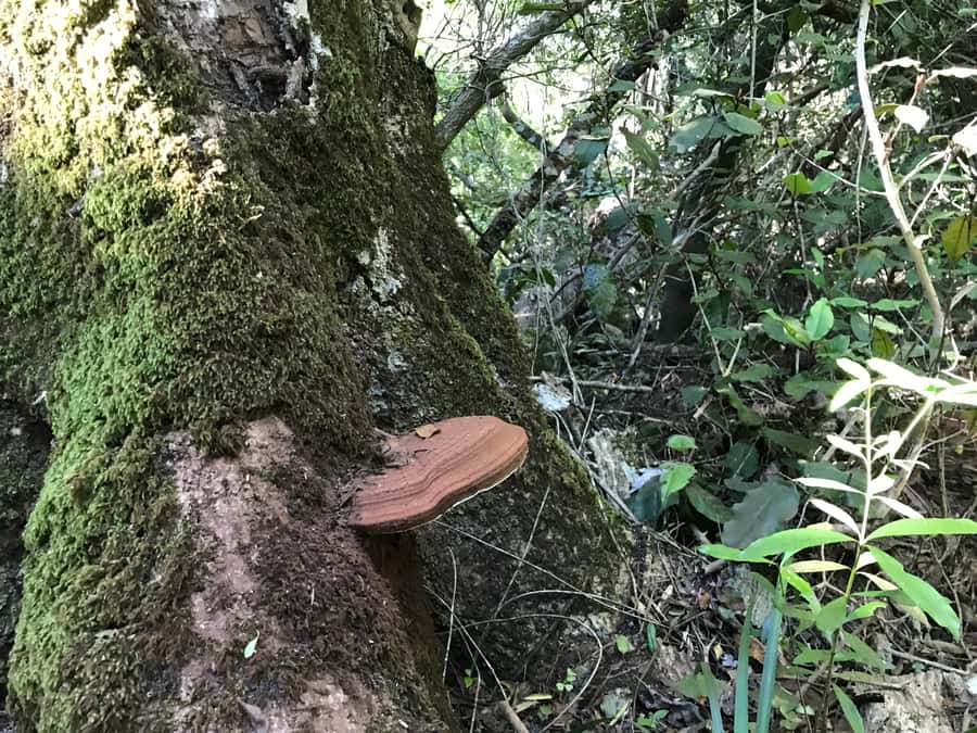 Guided Wildlife Tour and Forest Walk with Lunch Platter - Key things that make this tour work (and what to expect)