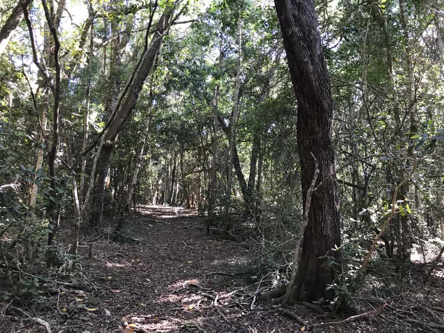 Guided Wildlife Tour and Forest Walk with Lunch Platter - Forest walk first or wildlife first: how your time order changes