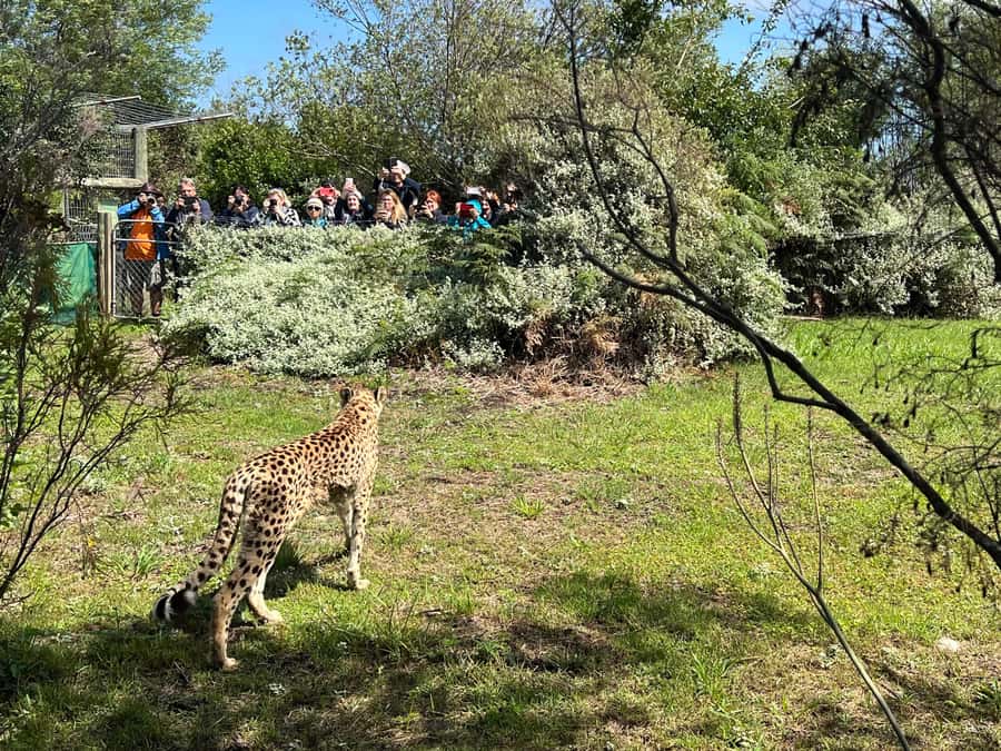 Guided Wildlife Tour and Forest Walk with Lunch Platter - The Tsitsikamma forest walk: logging traces, orchids, and hidden glades