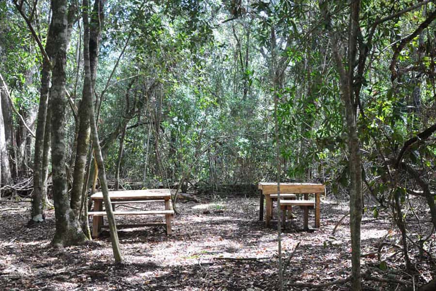Guided Wildlife Tour and Forest Walk with Lunch Platter - Wildlife viewing at Tenikwa: elevated walkways and the white lion moment