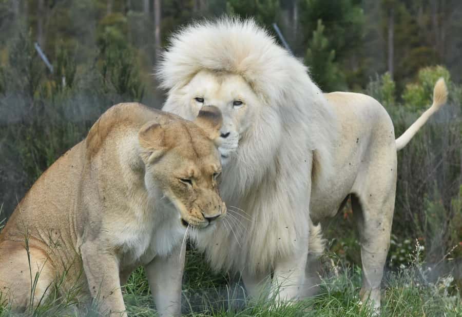 Guided Wildlife Tour and Forest Walk with Lunch Platter - Lunch platter break: what you get, and how to set expectations