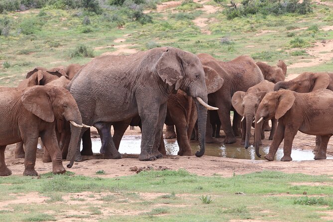 Half-Day Addo Elephant National Park - Key highlights