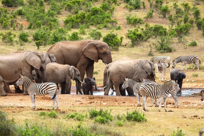 Half-Day Addo Elephant National Park - Book or Skip: Is This the Right Addo Plan for You?