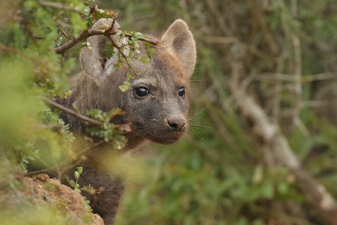 Half-Day Addo Elephant National Park - FAQ