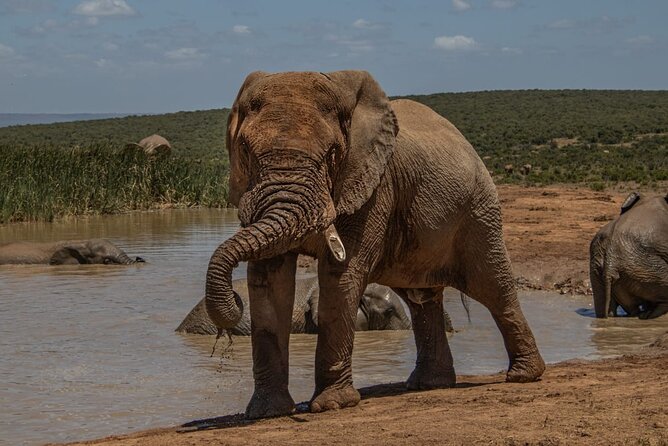 Half-Day Addo Elephant National Park - Wildlife Viewing Reality: Elephants, Lions, Rhino, and the Shy Leopard