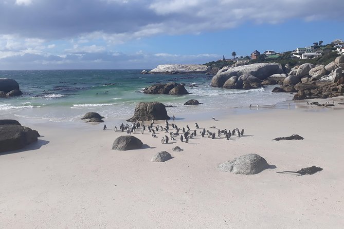 Half day African Penguin Tour - Why this half-day African Penguin tour works so well