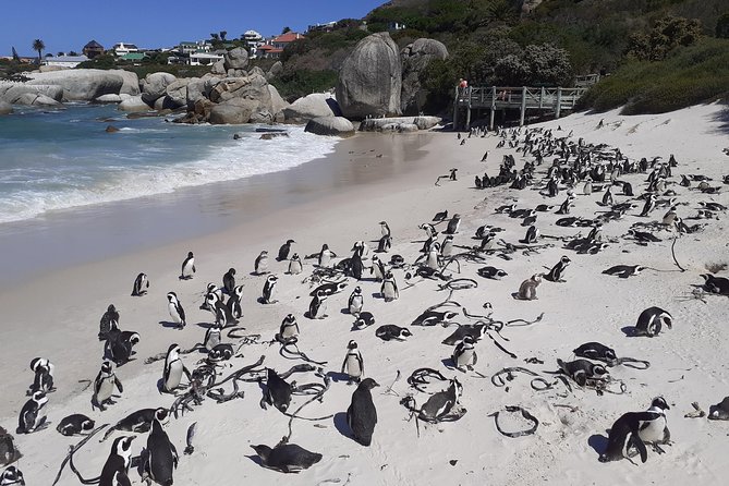 Half day African Penguin Tour - Simon’s Town, Kalk Bay, and Muizenberg: the seaside bonus after penguins
