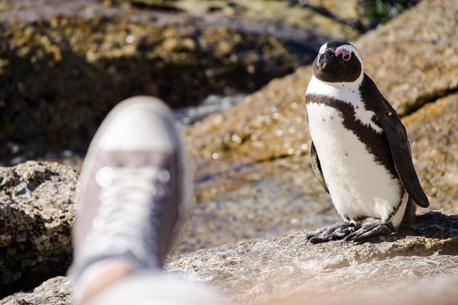 Half day am or pm Boulders Beach & Penguins with visit to Cape Point Great tour - Hotel pickup, capped groups, and the guide factor (Shuaib and Ryan)
